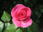 F157 (155144 byte) - Rose