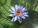 F079 (144651 byte) - Water-lily