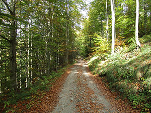 Un tratto di strada nel bosco