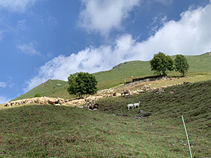Un gregge di pecore