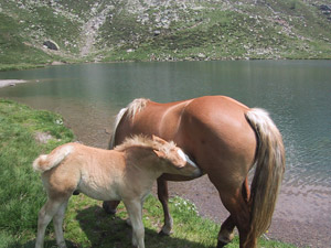 Cavalli attorno al Lago Angeloga