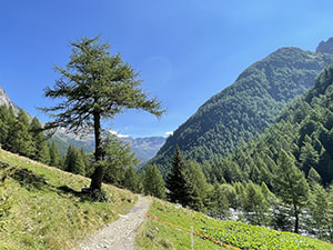 Alpe Laresin - inizio Val Sissone