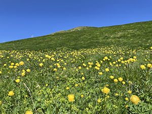 Attorniati da campi verdi con fiori gialli
