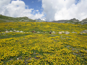 Milioni di fiorellini gialli antillide vulneraria (anthyllis vulneraria)