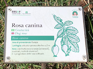 Rosa canina (cartellino esplicativo)