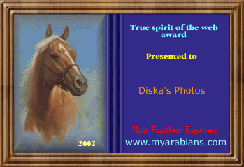 Award # 387 - Red Feather Equines Award