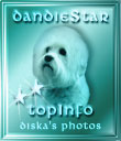 Award # 682 - DandieStar**TopInfo Award