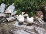 A02 (226584 byte) - Goslings