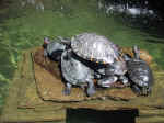 A03 (193712 byte) - Terrapins