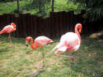 A04 (224812 byte) - Pink flamingos
