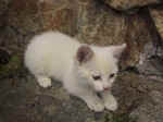 A09 (139393 byte) - White kitten