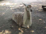 A11 (147454 byte) - Lama