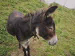 A17 (202730 byte) - Donkey