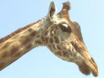 A19 (104176 byte) - Giraffa