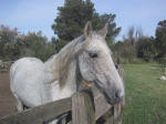 A23 (126302 byte) - Cavallo bianco in Camargue