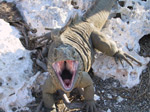A24 (187361 byte) - Iguana