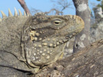 A25 (192246 byte) - Iguana