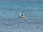 A29 (125929 byte) - Pellicano