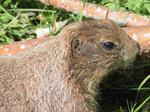A32 (269962 byte) - Cane della prateria - Cynomis ludovicianos