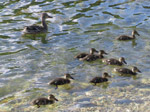 A33 (132224 byte) - Ducklings