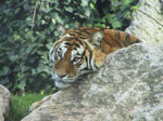 A35 (208921 byte) - Tiger