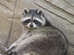 A37 (261254 byte) - Racoon