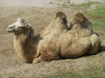 A38 (266766 byte) - Camel