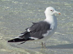 A39 (191706 byte) - Sea-gull