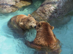 A41 (236446 byte) - Bears