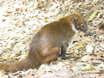A42 (271825 byte) - Coati