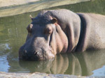 A43 (277644 byte) - Hippopotamus