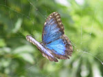 A45 (183272 byte) - Farfalla