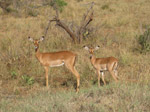 A46 (348936 byte) - Impala