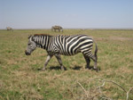 A48 (295424 byte) - Zebra