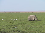 A49 (278731 byte) - Elefante