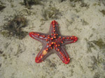 A50 (306483 byte) - Estrella de mar