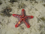 A50 (306483 byte) - Stella marina