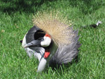 A51 (422020 byte) - Crowned crane