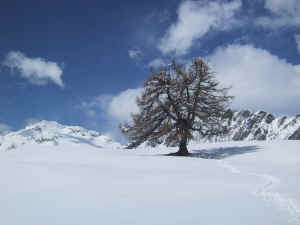 Un larice solitario in inverno