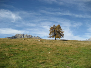 Un larice solitario in autunno