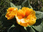 F001 (105149 byte) - Primula