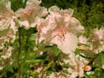 F004 (85532 byte) - Azalea