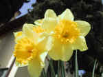 F008 (50057 byte) - Narciso