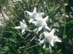 F100 (163828 byte) - Flor de nieve