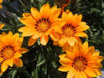 F108 (151012 byte) - Gazania