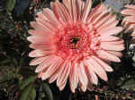 F010 (121817 byte) - Gerbera