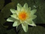 F114 (97393 byte) - Water-lily
