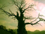 F130 (149313 byte) - Vecchio albero spoglio al tramonto