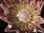 F131 (154539 byte) - Protea