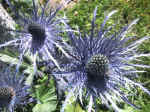 F132 (269280 byte) - Regina delle Alpi (Eryngium alpinum)